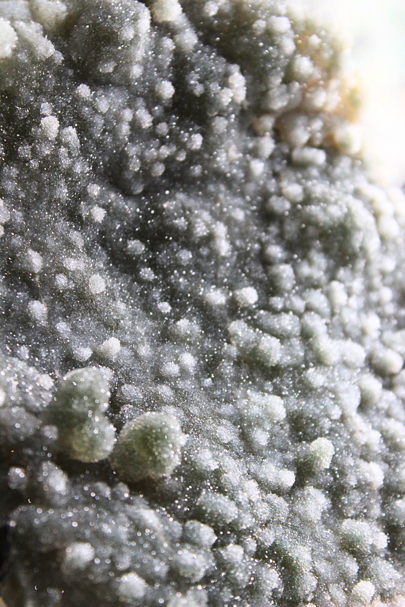 Prasiolita Azucarada - Image 2